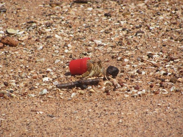 Xmas Hermit Crab's new friend