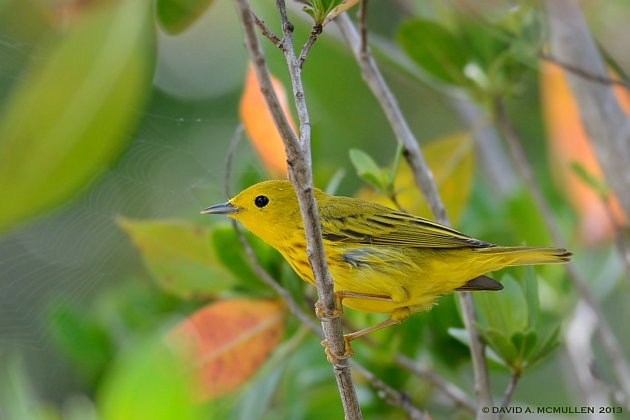 Yellow Warbler