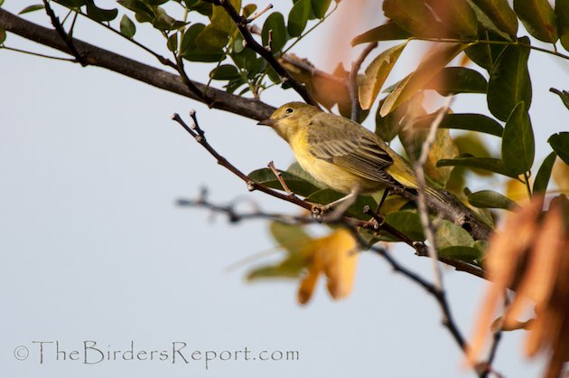 Yellow Warbler