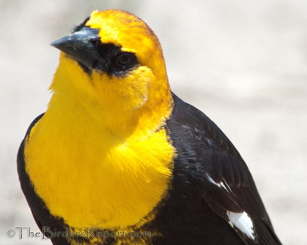 Yellow-headed Blackbird Male