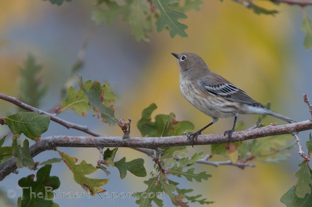 Yellow-rumped Warbler