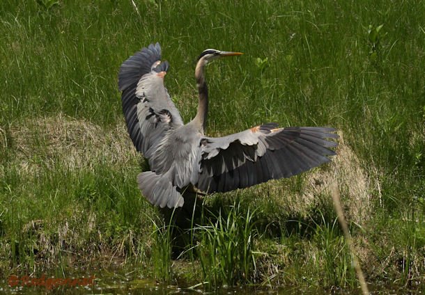 YYZ 22Jun15 Great Gray Heron 01