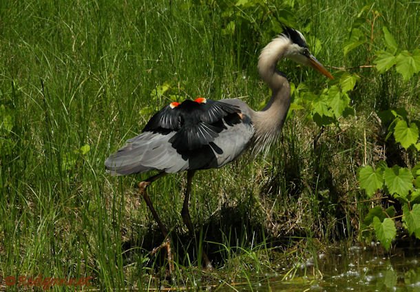 YYZ 22Jun15 Great Gray Heron 02