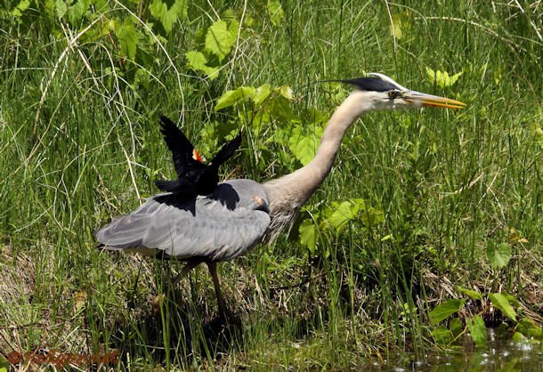 YYZ 22Jun15 Great Gray Heron 03