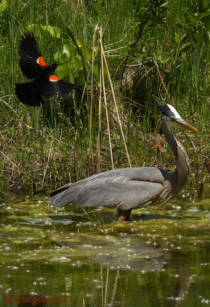 YYZ 22Jun15 Great Gray Heron 06