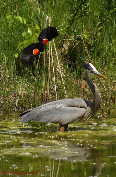 YYZ 22Jun15 Great Gray Heron 07