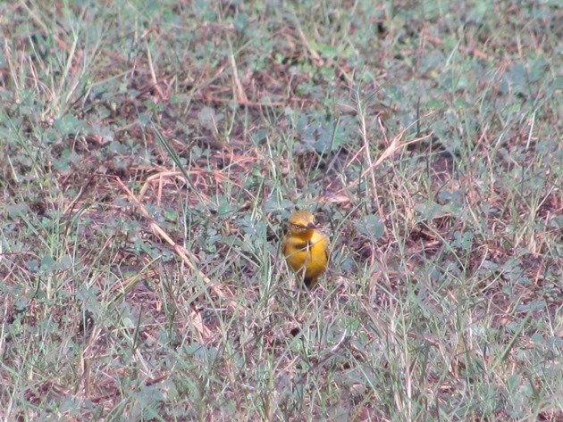 Yellow Chat-male (10)