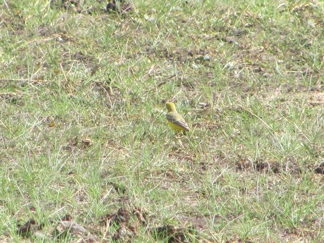 Yellow Chat-male (2)