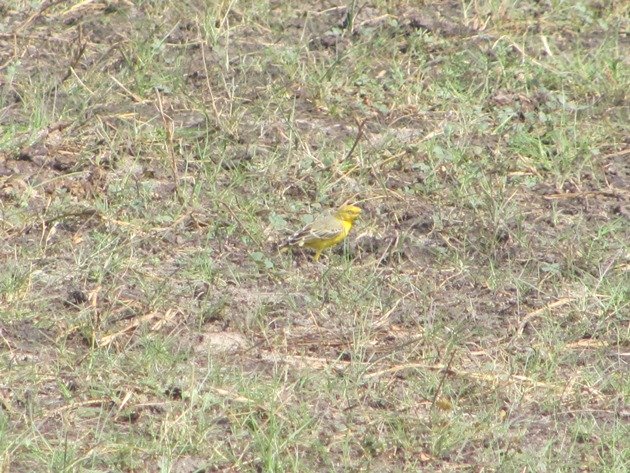 Yellow Chat-male (3)