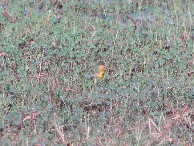 Yellow Chat-male (4)