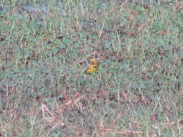 Yellow Chat-male (5)