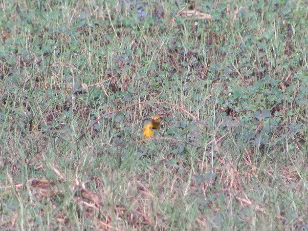 Yellow Chat-male (6)