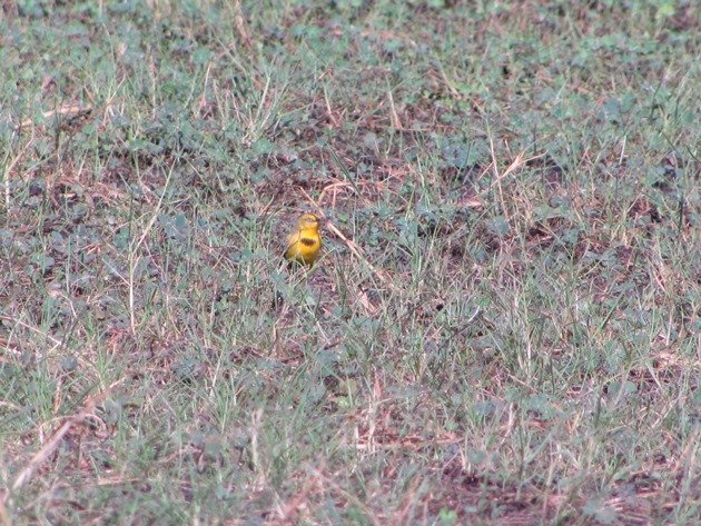 Yellow Chat-male (8)