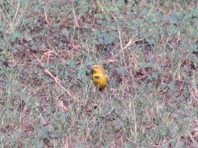 Yellow Chat-male (9)