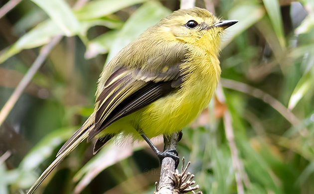 Yellow Tyrannulet