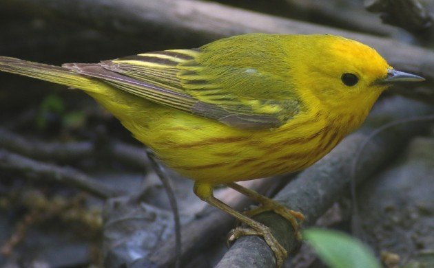 Yellow Warbler at the waterhole