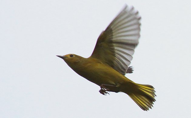 Yellow Warbler flycatching