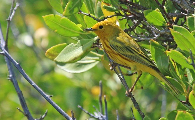 Yellow Warbler in Culebrita