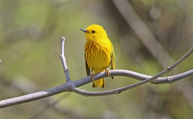 Yellow Warbler upstate