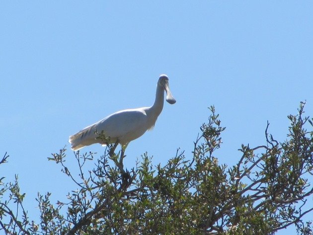 Yellow-billed Spoonbill (2)