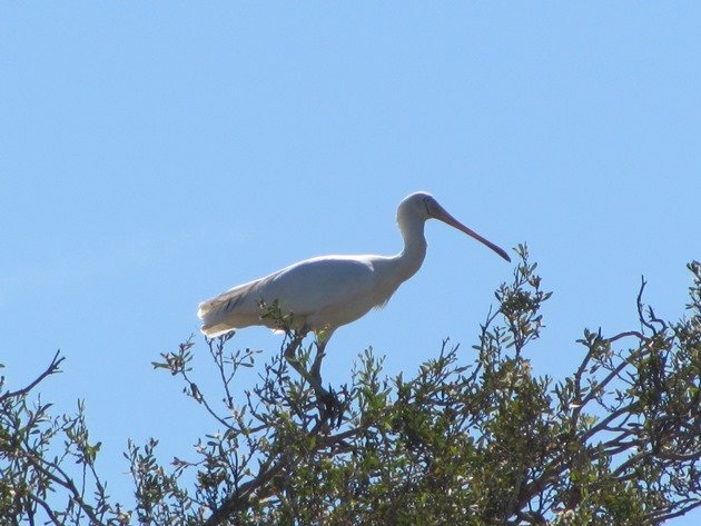 Yellow-billed Spoonbill