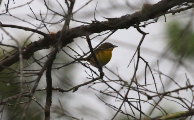 Yellow-breasted Chat in Costa Rica