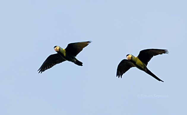 Yellow-collared Macaws Flying