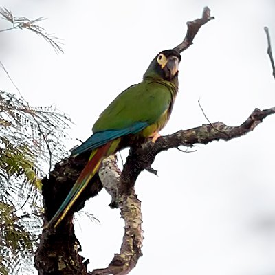 Yellow-collared Macaws Perched