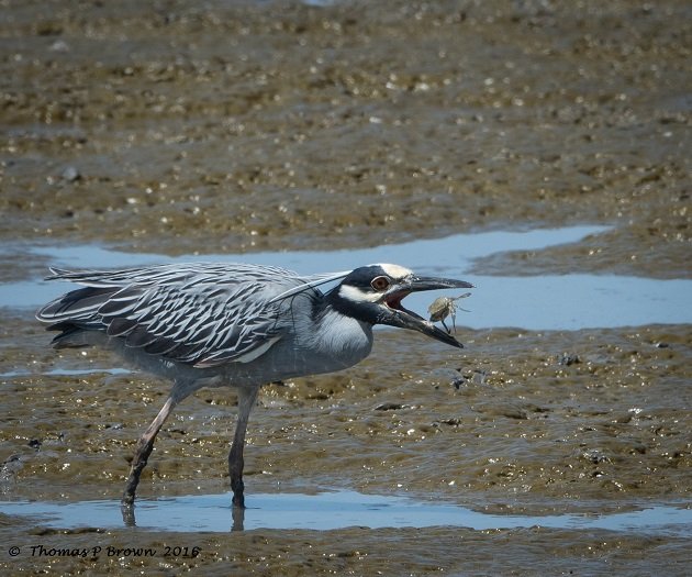 Yellow-crowned Night Heron (1)