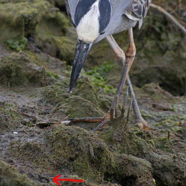 Yellow-crowned Night-Heron about to capture a crab