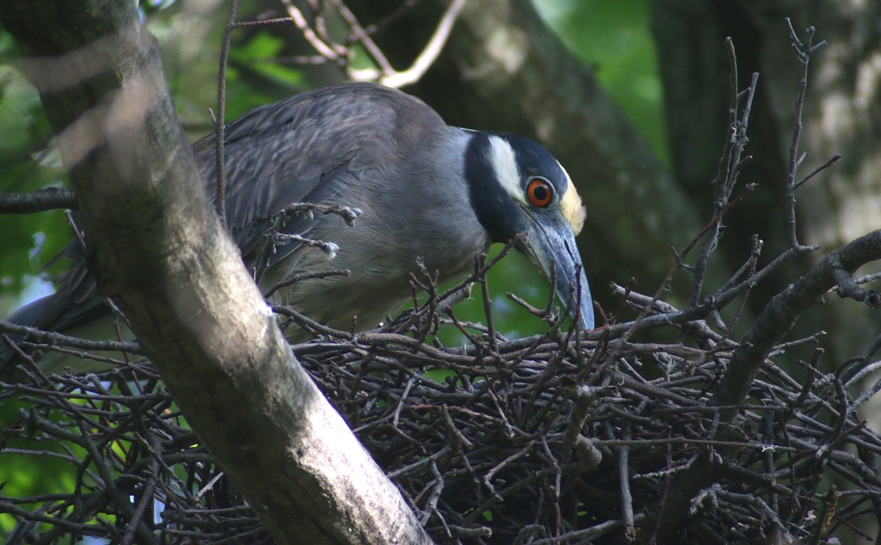 Yellow-crowned Night-Heron at nest
