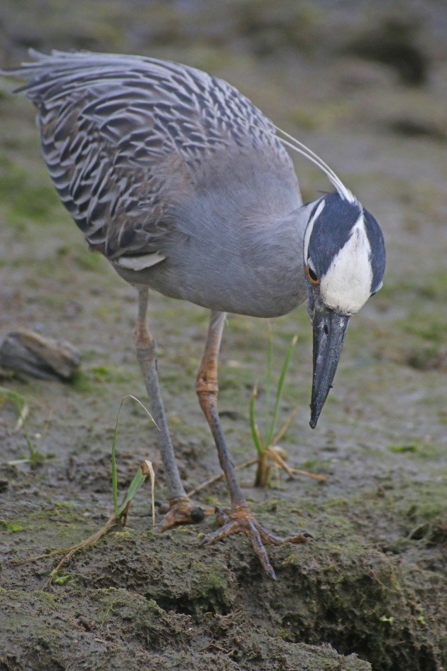 Yellow-crowned Night-Heron hunting