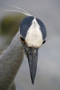 Yellow-crowned Night-Heron looking down close up