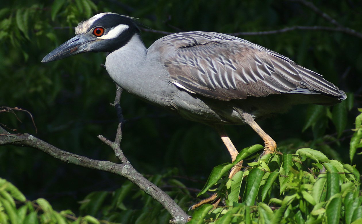 Yellow-crowned Night-Heron looking for a stick
