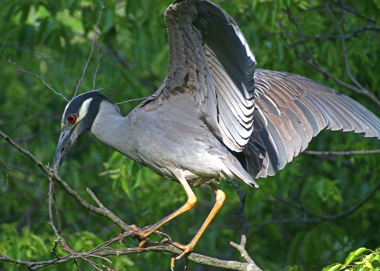 Yellow-crowned Night-Heron struggling with a stick