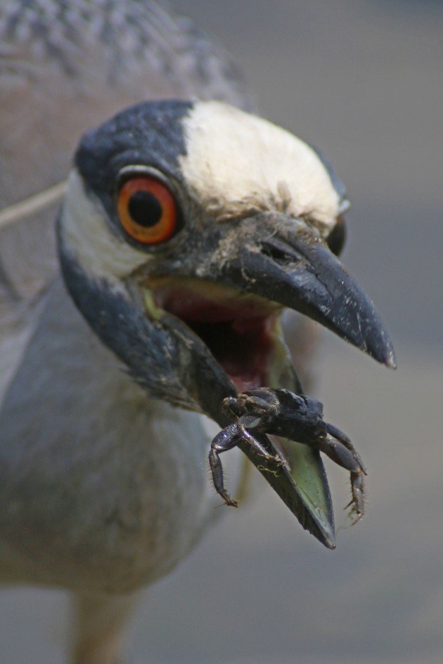 Yellow-crowned Night-Heron swallowing a crab