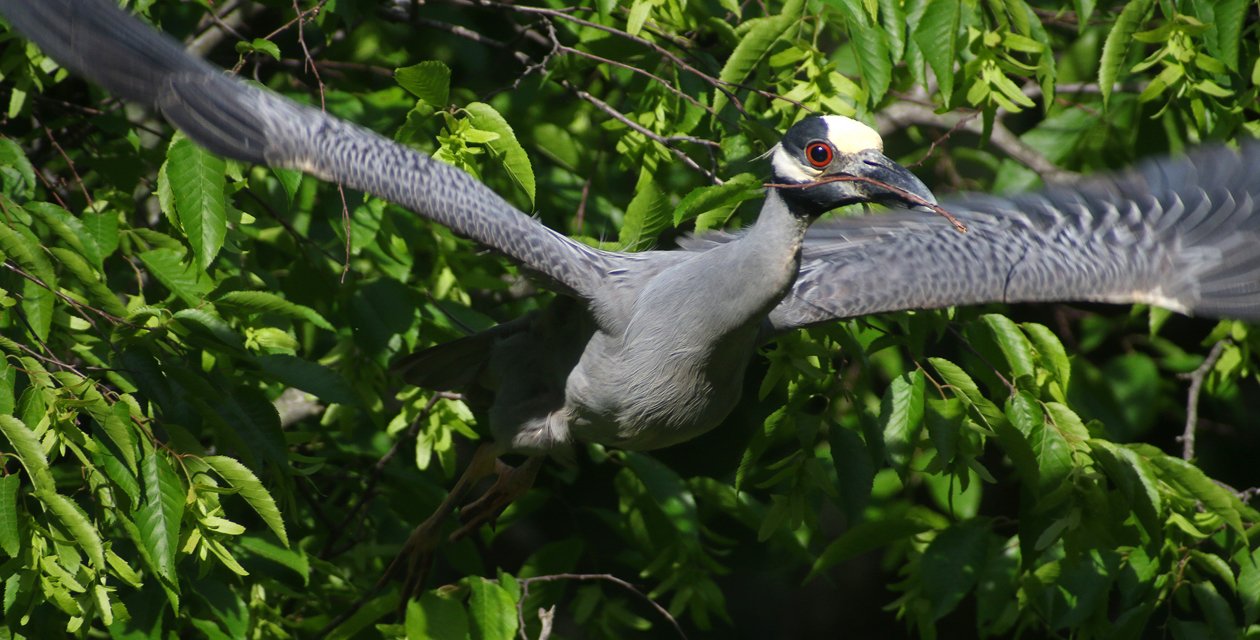 Yellow-crowned Night-Heron taking off with stick
