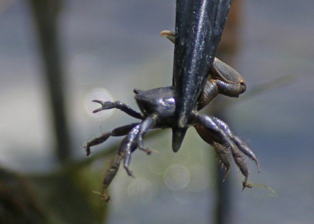 Yellow-crowned Night-Heron with a crab close up