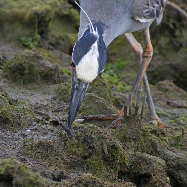 Yellow-crowned Night-Heron with captured crab