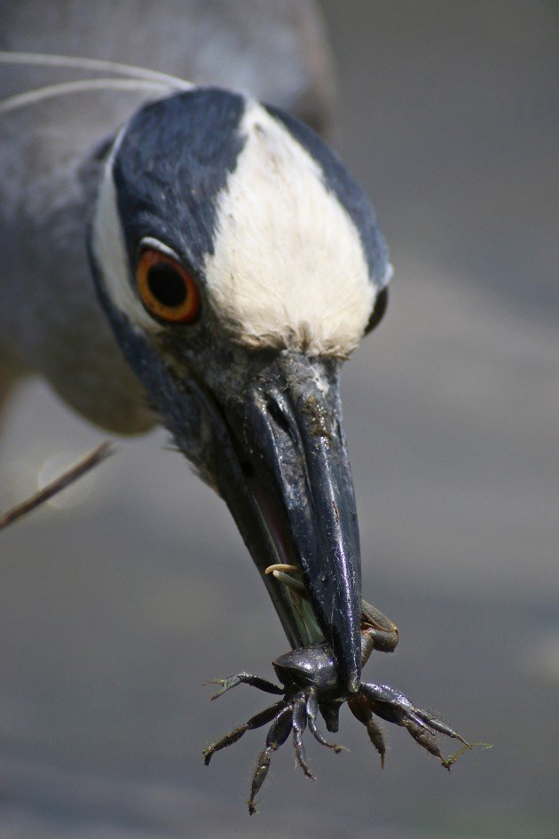 Yellow-crowned Night-Heron with intact crab