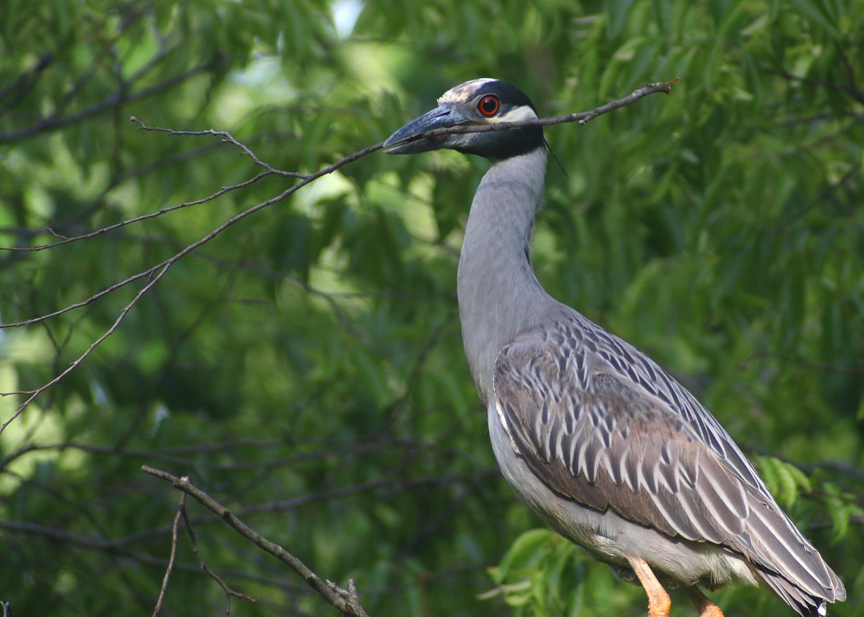 Yellow-crowned Night-Heron with stick for its nest