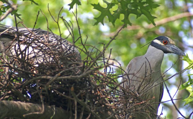 Yellow-crowned Night-Herons at nest