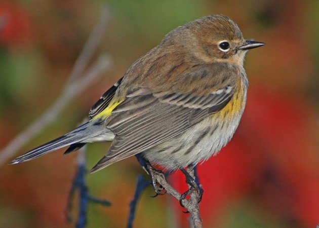 Yellow-rumped Warbler