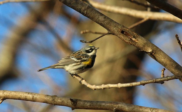 Yellow-rumped Warbler at the Great Vly