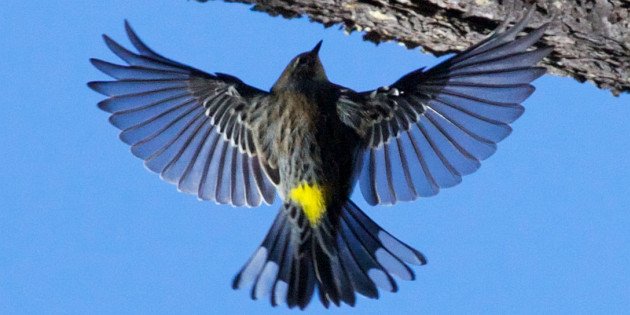 Yellow-rumped Warbler cc-by-sa David Brossard