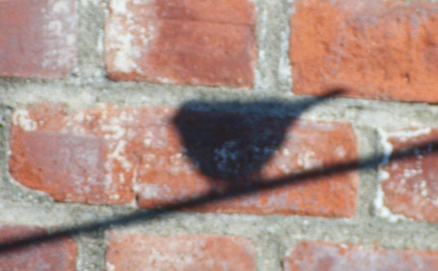 Yellow-rumped Warbler shadow