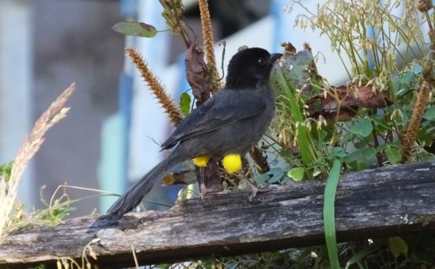 Yellow-thighed Finch