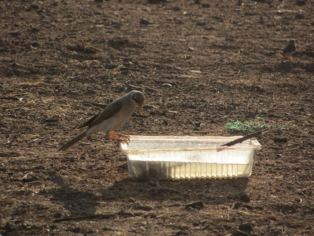 Yellow-throated Miner