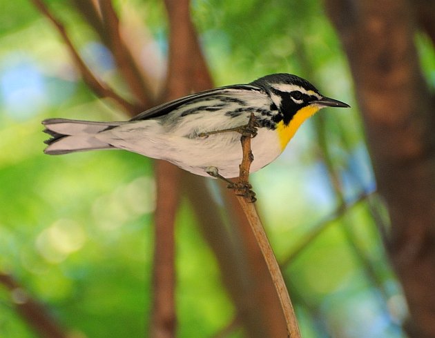 Yellow-throated Warbler Jan 2015