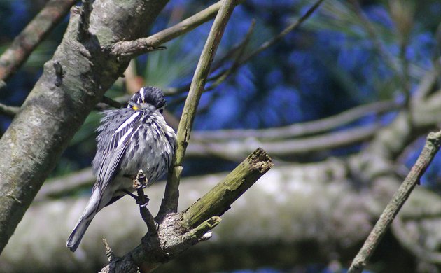 Yellow-throated Warbler preening